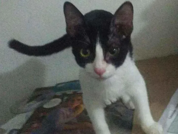 Gato ra a SRD idade  nome Frajola
