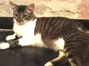 Gato raça Srd idade 7 a 11 meses nome Johnny