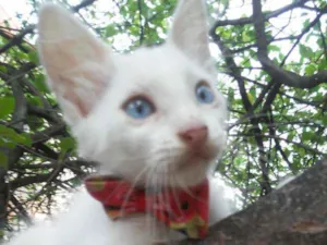 Gato raça Diferente idade 2 a 6 meses nome Floquinho