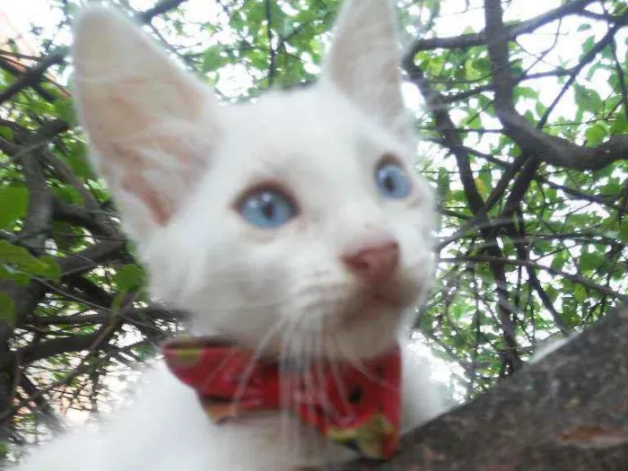 Gato ra a Diferente idade 2 a 6 meses nome Floquinho