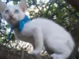 Nenenzinho