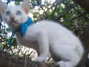 Gato raça Comum idade 2 a 6 meses nome Nenenzinho