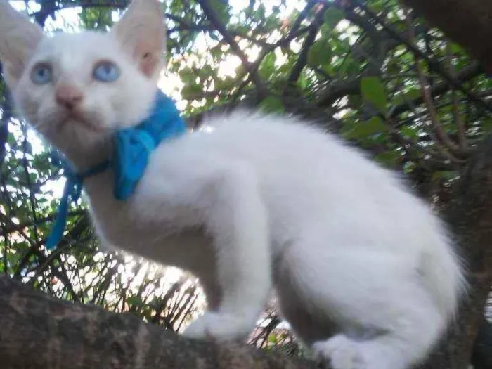 Gato ra a Comum idade 2 a 6 meses nome Nenenzinho
