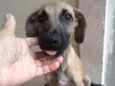 Romeo