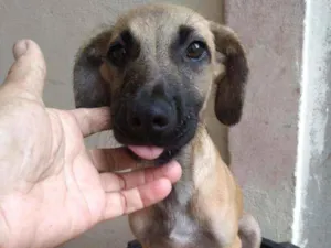 Cachorro raça Srd idade 2 a 6 meses nome Romeo