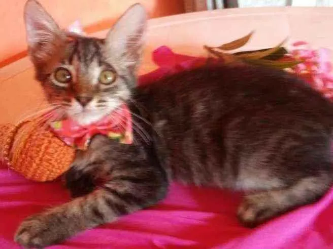 Gato ra a Comum tigresa idade 2 a 6 meses nome Princesa