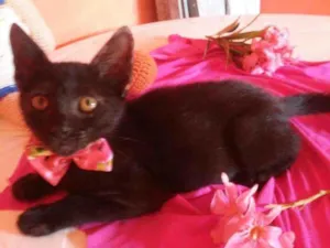 Gato raça Comum idade 2 a 6 meses nome Pérola Negra