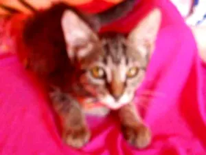 Gato raça Comum tigresa idade 2 a 6 meses nome Flor