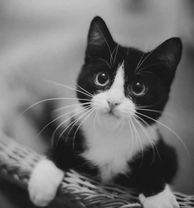 Gato ra a SRD  idade 2 a 6 meses nome Sem nome