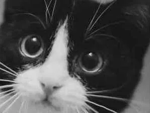 Gato ra a SRD  idade 2 a 6 meses nome Sem nome
