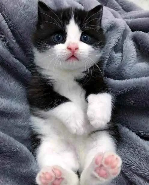 Gato ra a SRD idade Abaixo de 2 meses nome Sem nome