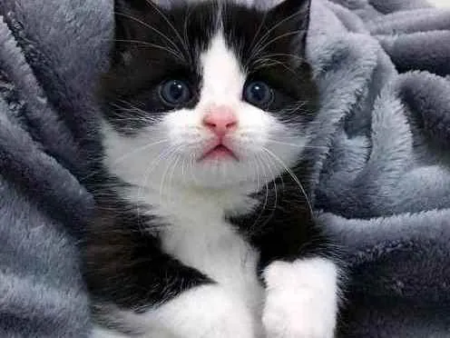 Gato ra a SRD idade Abaixo de 2 meses nome Sem nome