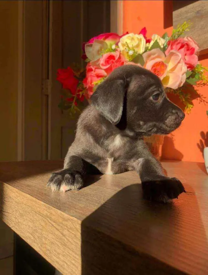Cachorro ra a Sem raça idade Abaixo de 2 meses nome Pérola