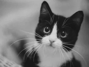 Gato raça SRD  idade 2 a 6 meses nome Sem nome