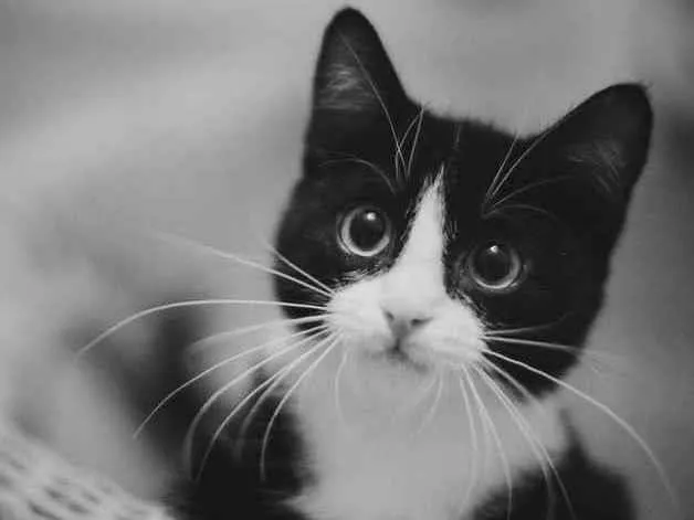 Gato ra a SRD  idade 2 a 6 meses nome Sem nome