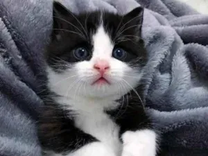 Gato raça SRD idade Abaixo de 2 meses nome Sem nome