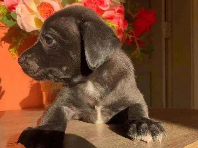 Cachorro ra a Sem raça idade Abaixo de 2 meses nome Pérola