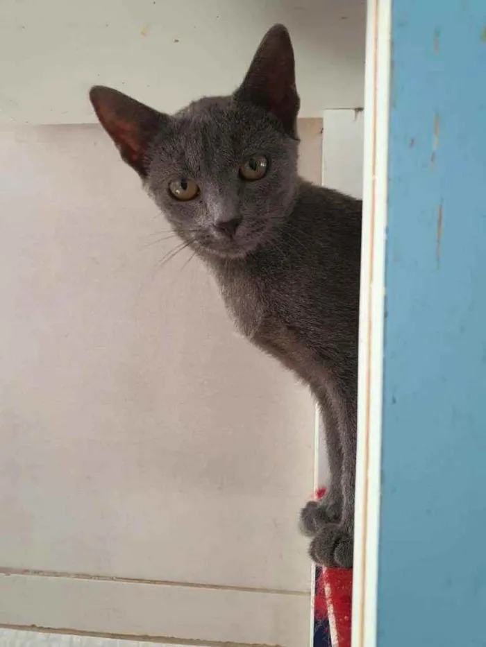 Gato ra a SRD idade 2 a 6 meses nome Madri