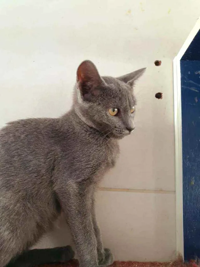 Gato ra a SRD idade 2 a 6 meses nome Madri
