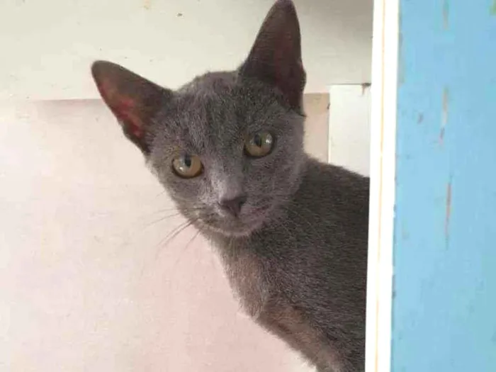 Gato ra a SRD idade 2 a 6 meses nome Madri