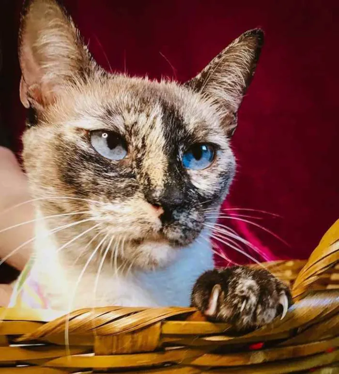 Gato ra a Sialata idade 7 a 11 meses nome Tigresa