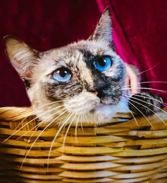 Gato ra a Sialata idade 7 a 11 meses nome Tigresa