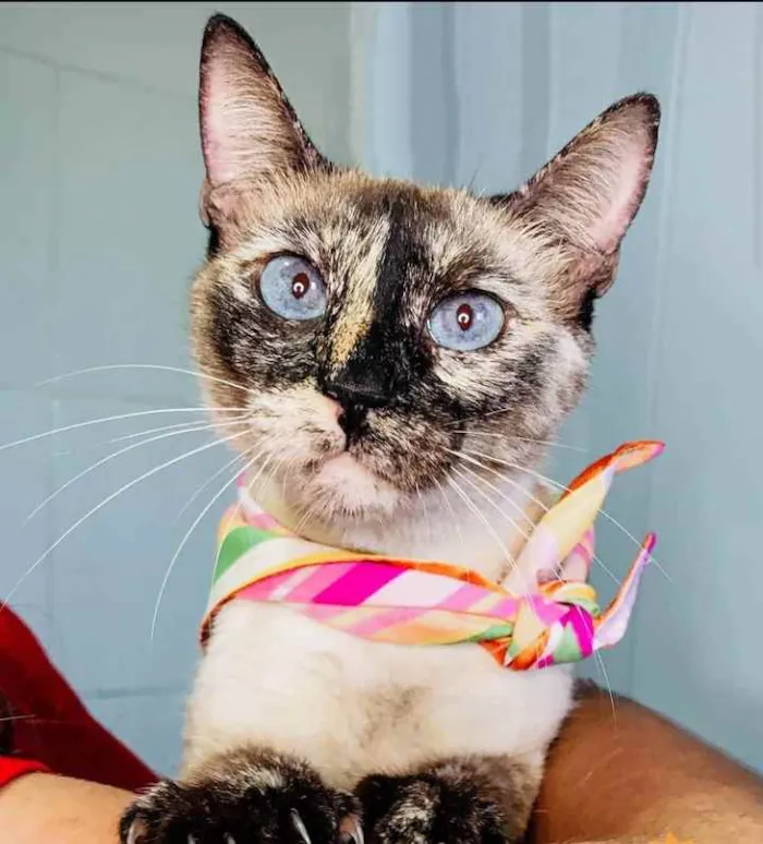 Gato ra a Sialata idade 7 a 11 meses nome Tigresa