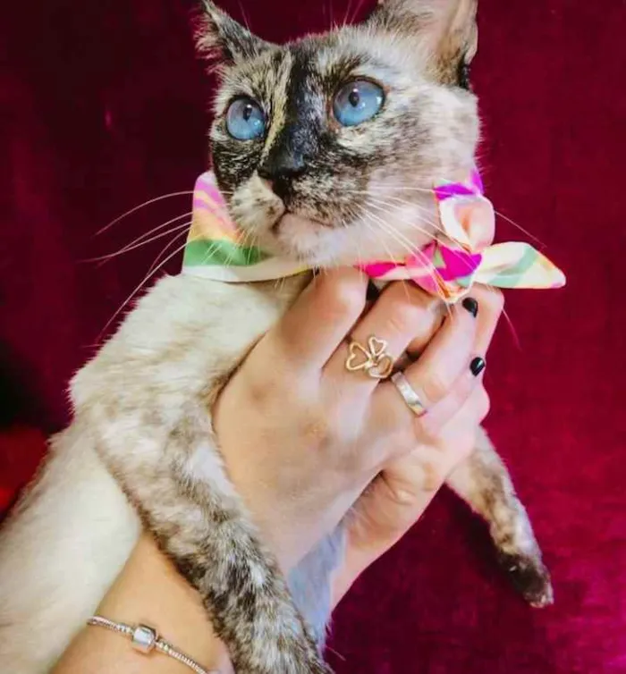 Gato ra a Sialata idade 7 a 11 meses nome Tigresa