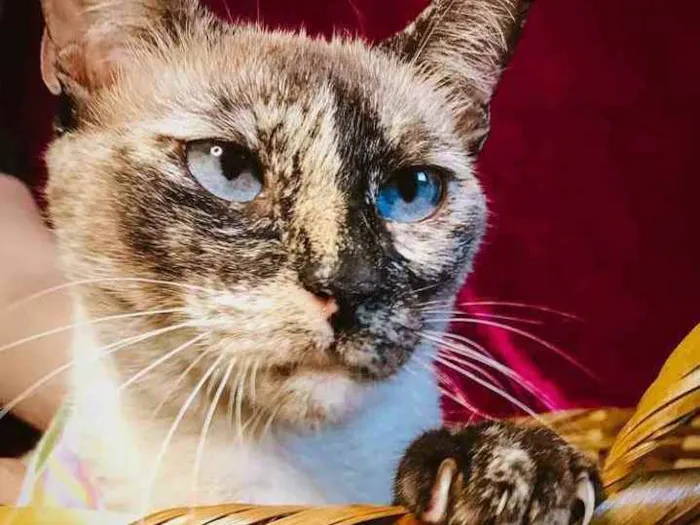 Gato ra a Sialata idade 7 a 11 meses nome Tigresa