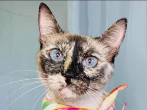 Gato raça Sialata idade 7 a 11 meses nome Tigresa