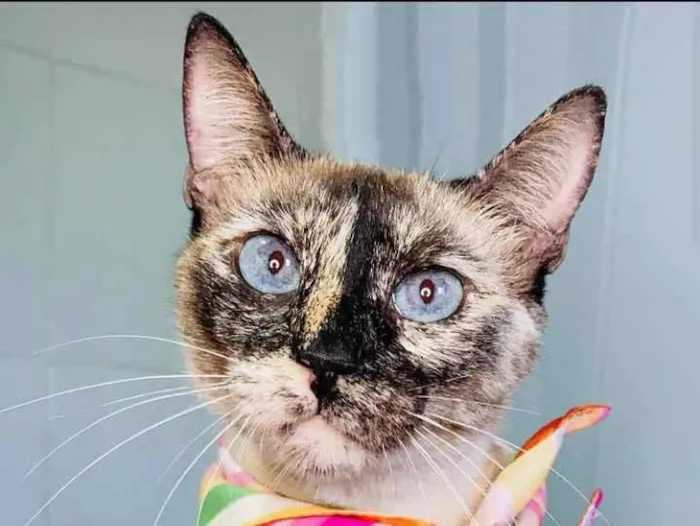 Gato ra a Sialata idade 7 a 11 meses nome Tigresa