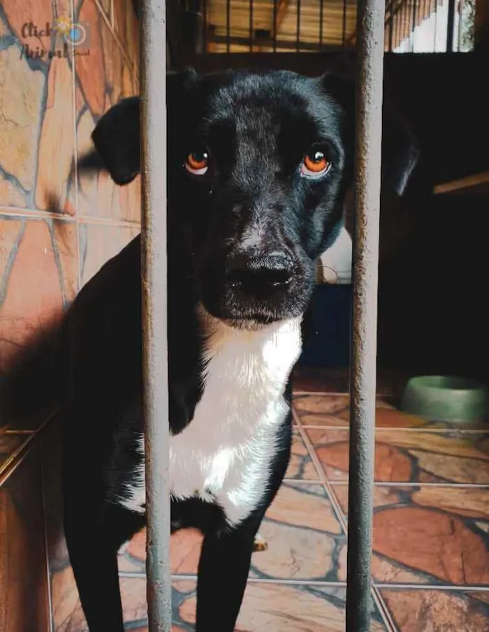 Cachorro ra a SRD idade 1 ano nome Bolt