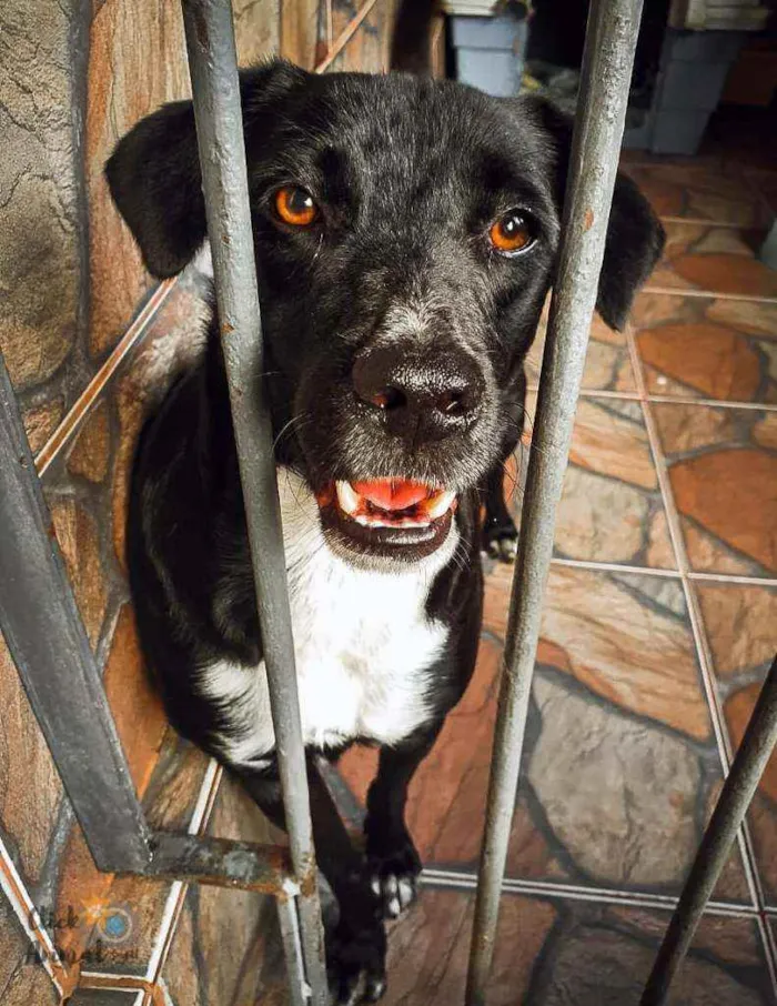 Cachorro ra a SRD idade 1 ano nome Bolt