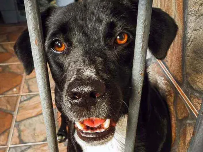 Cachorro ra a SRD idade 1 ano nome Bolt