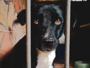 Cachorro raça SRD idade 1 ano nome Bolt