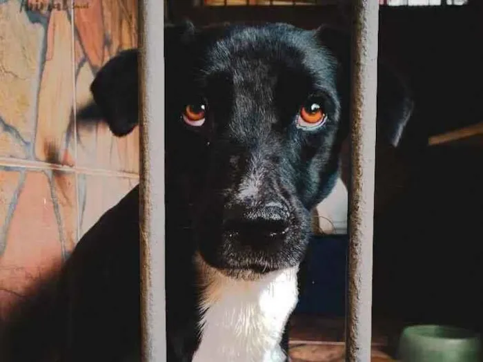 Cachorro ra a SRD idade 1 ano nome Bolt