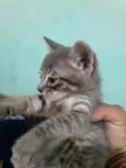 Gatinhos filhotes 