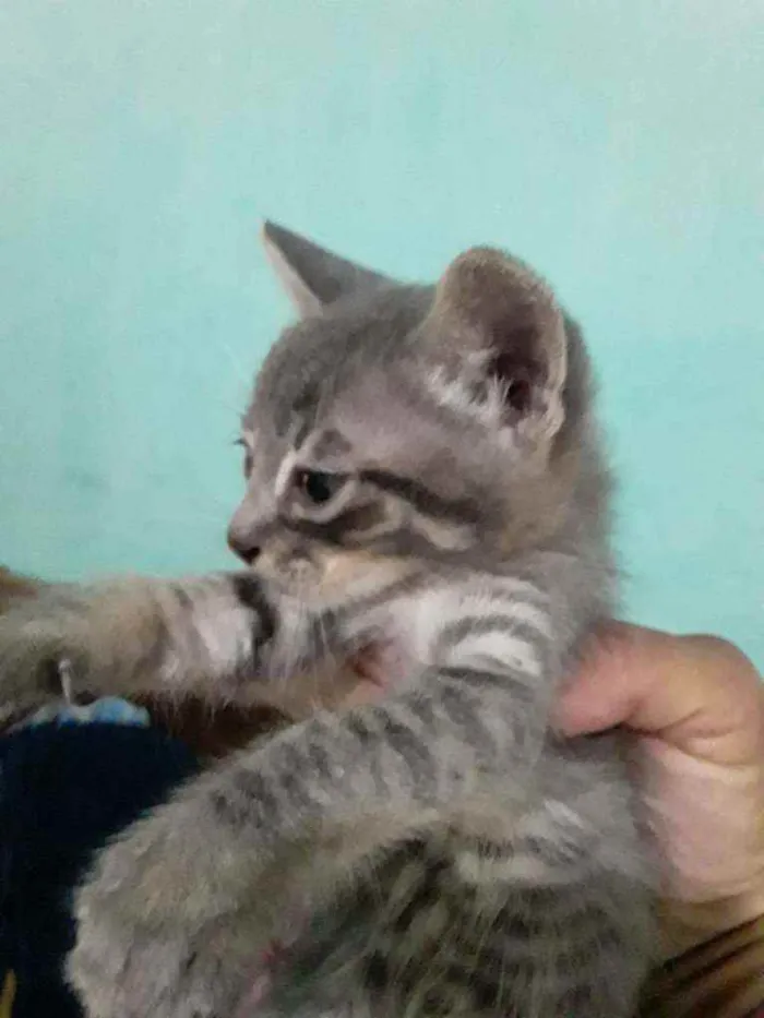Gato ra a SRD idade Abaixo de 2 meses nome Gatinhos filhotes 