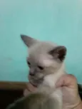 Gatinhos filhotes 