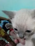 Gatinhos filhotes 