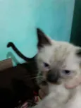 Gatinhos filhotes 