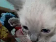 Gatinhos filhotes 