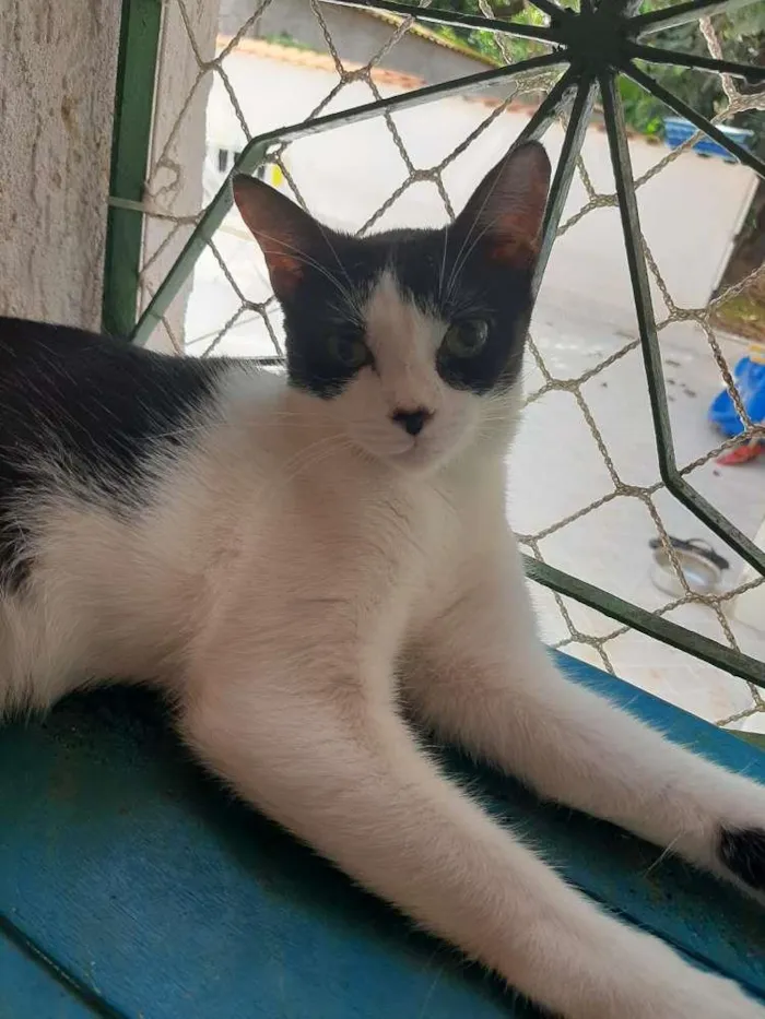 Gato ra a SRD-ViraLata idade 7 a 11 meses nome Bugio