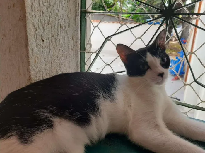 Gato ra a SRD-ViraLata idade 7 a 11 meses nome Bugio