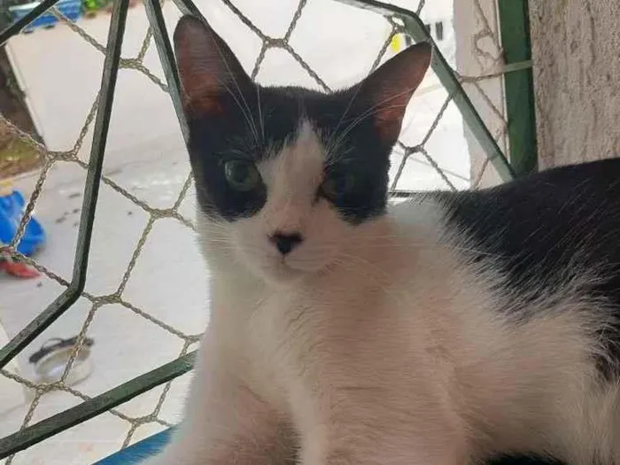 Gato ra a SRD-ViraLata idade 7 a 11 meses nome Bugio
