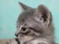 Gatinhos filhotes 