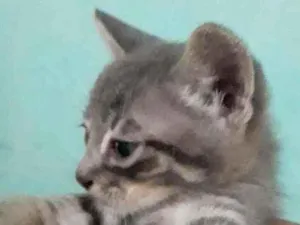 Gato raça SRD idade Abaixo de 2 meses nome Gatinhos filhotes 