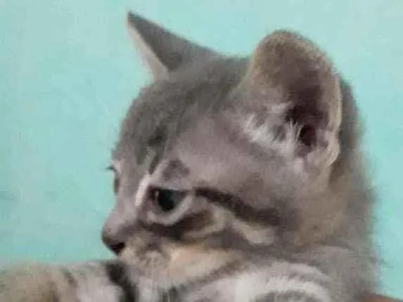 Gato ra a SRD idade Abaixo de 2 meses nome Gatinhos filhotes 