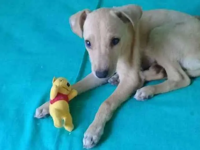Cachorro ra a SRD idade 2 a 6 meses nome BILLY