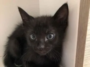 Gato raça SRD idade 7 a 11 meses nome Estrelas no Céu 
